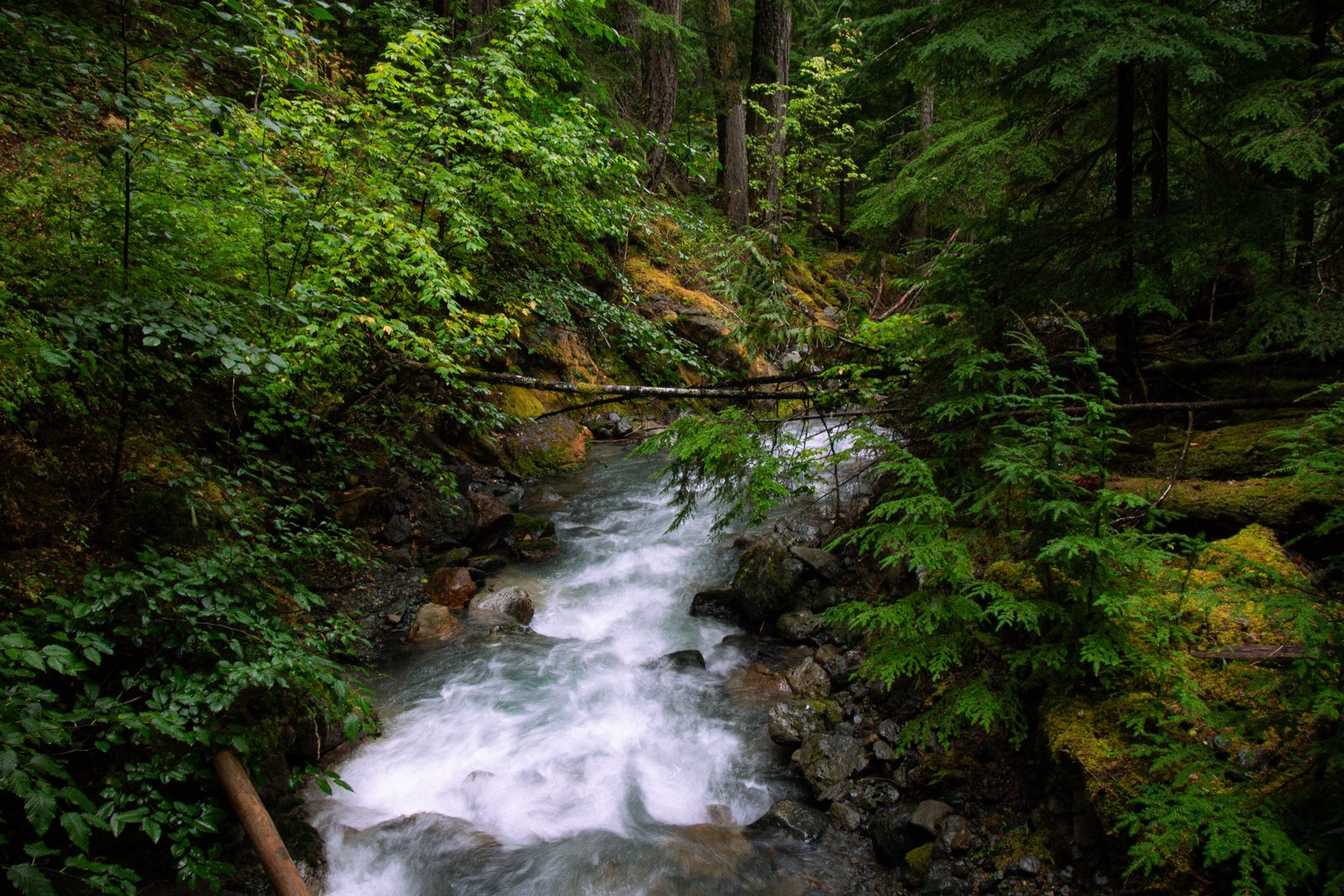 Extremely healthy flowing creeks along the East Bank Trail.