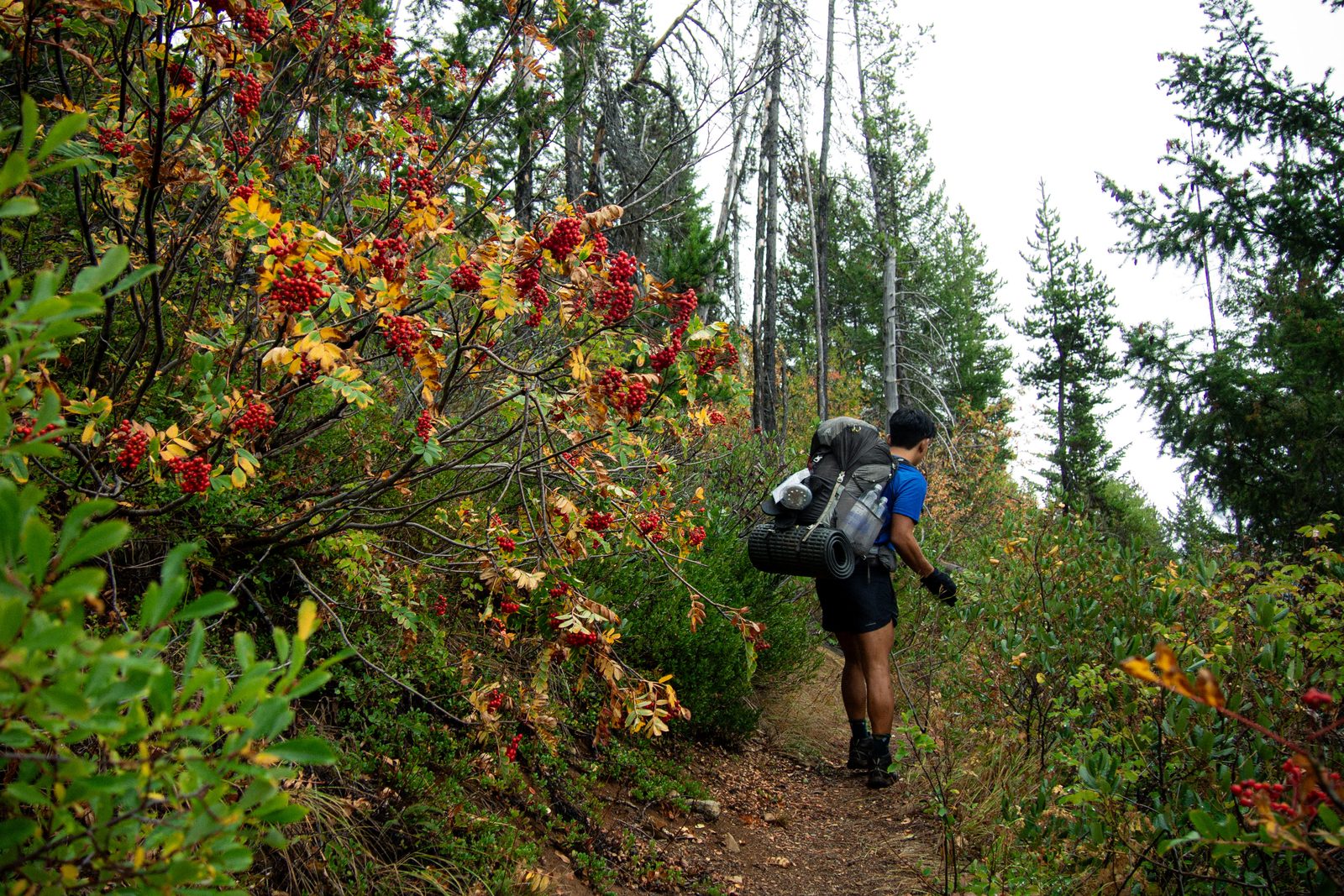 Battling some overgrowth abundant with berries.