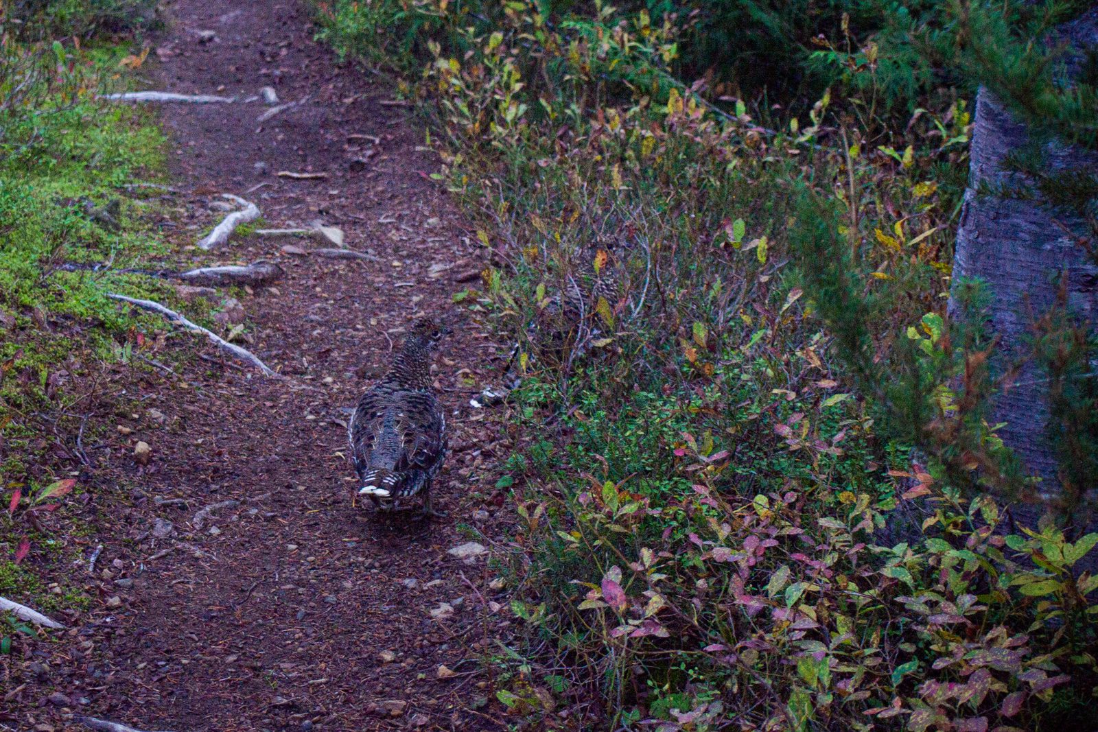 Would anyone be able to ID this camouflaged critter for me?