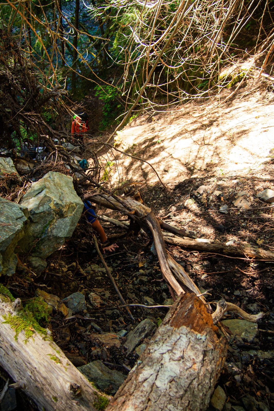 Chris descending from the top of the blowdown back down to the trail.